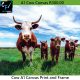 Cow Canvas Print and Frame